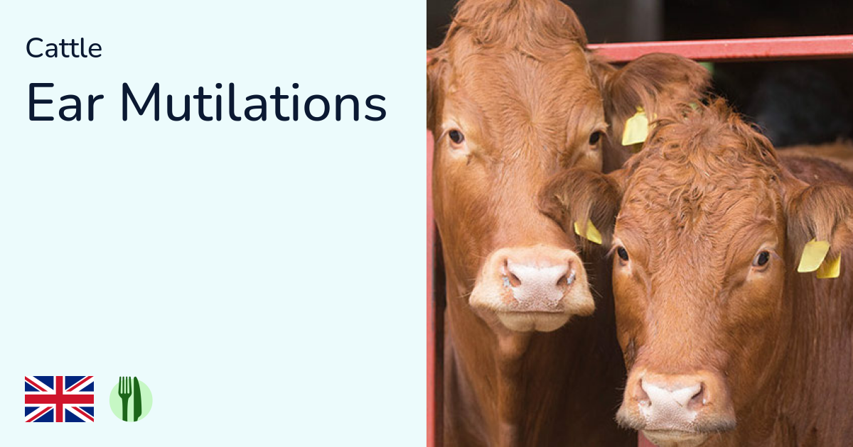 Cattle Ear Rot Animals in British Farming » Cattle - Eat Fair